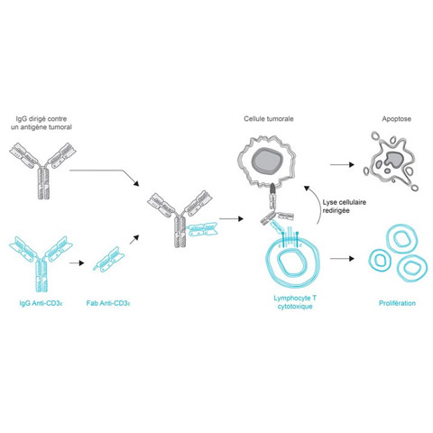 Anticorps bispécifiques